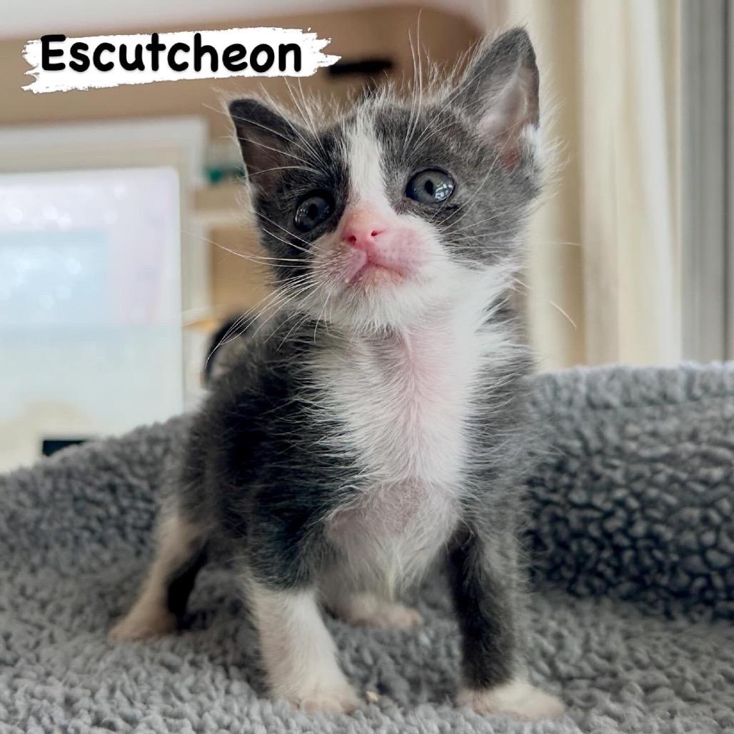 Enlarge Escutcheon, a Adoptable Domestic Short Hair in Westminster, CA image 3/3