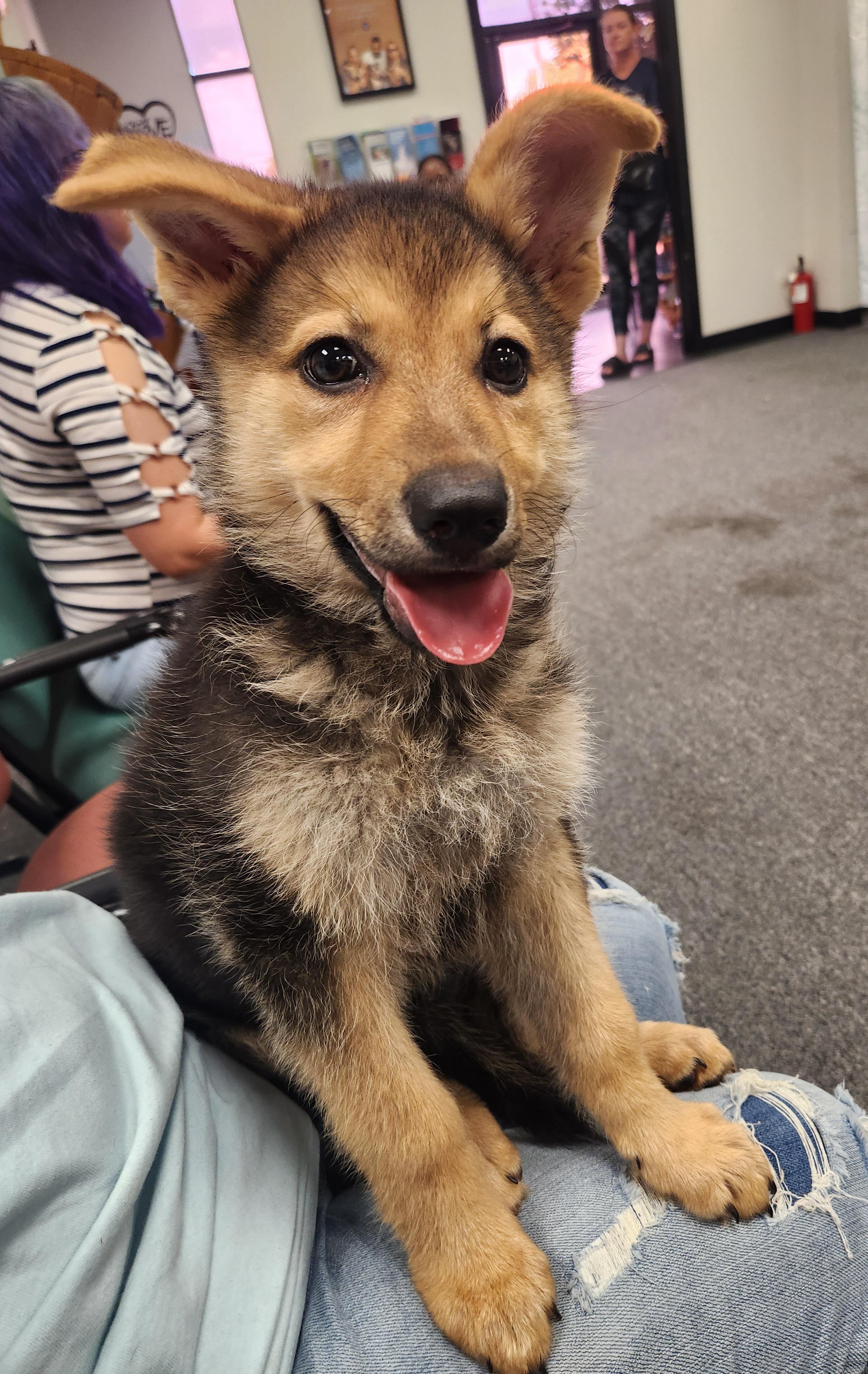 Enlarge TILLY, a Adoptable mixed breed in ROWLETT, TX image 2/5