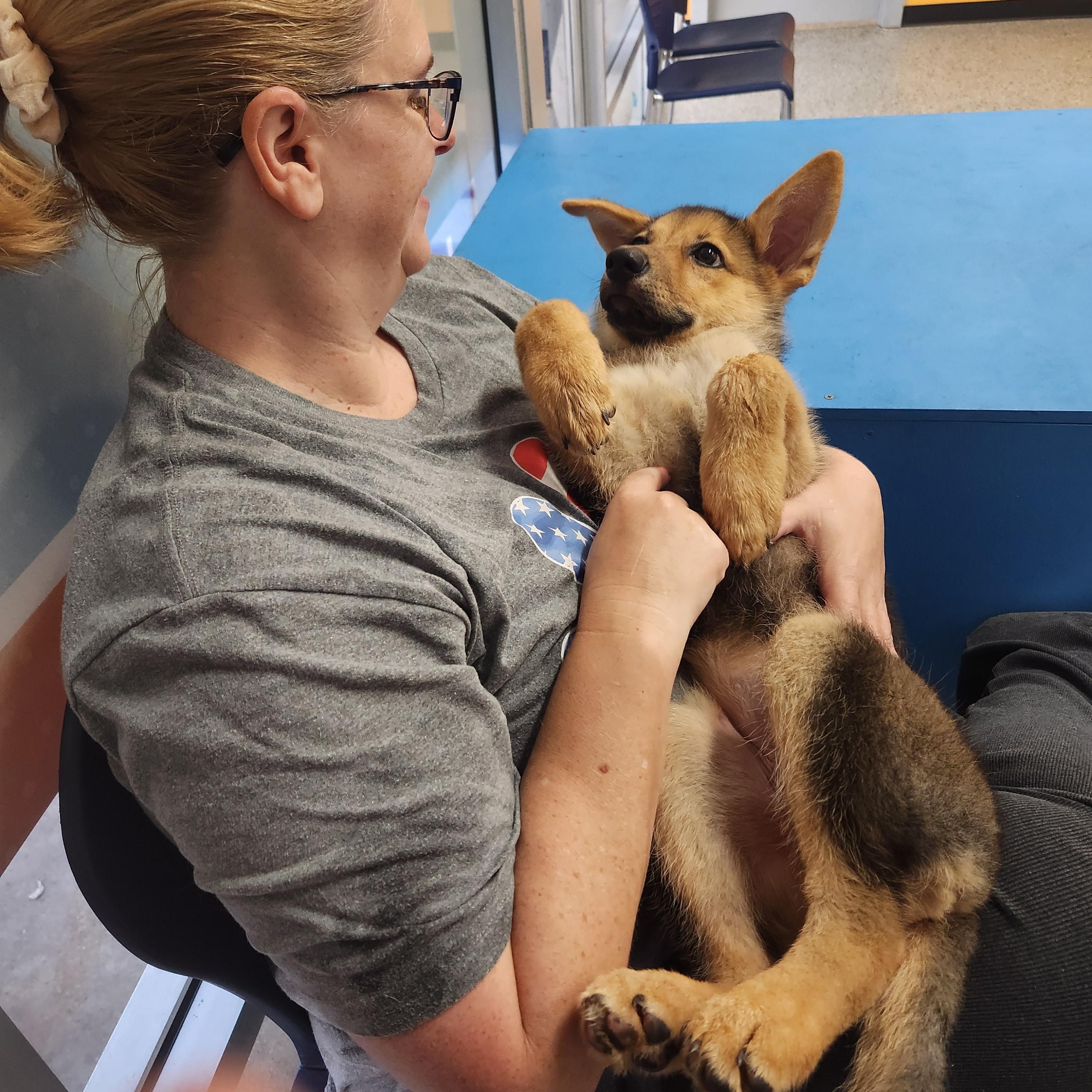 Enlarge TILLY, a Adoptable mixed breed in ROWLETT, TX image 4/5