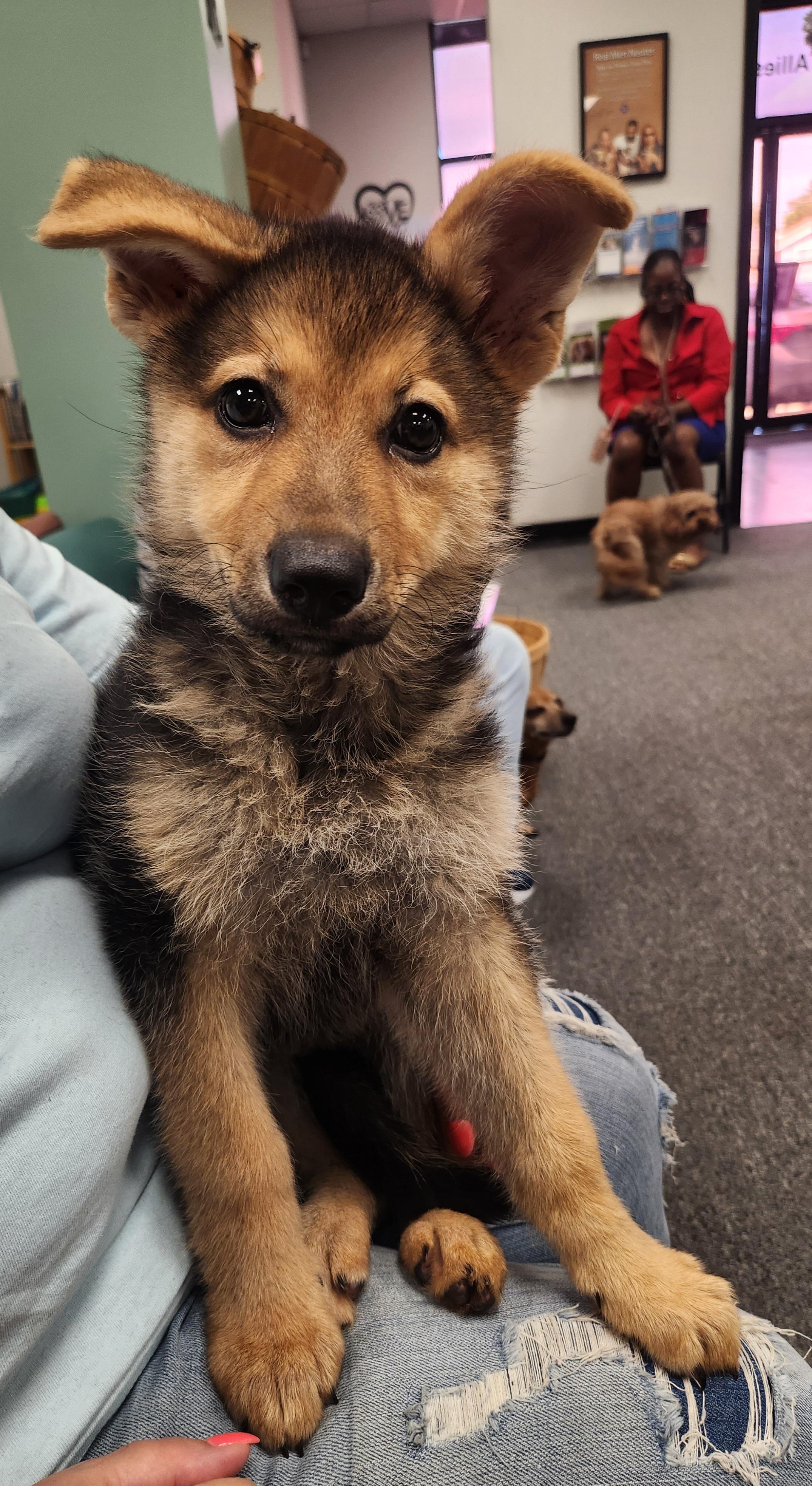 TILLY, Adoptable, Puppy Female Shepherd.