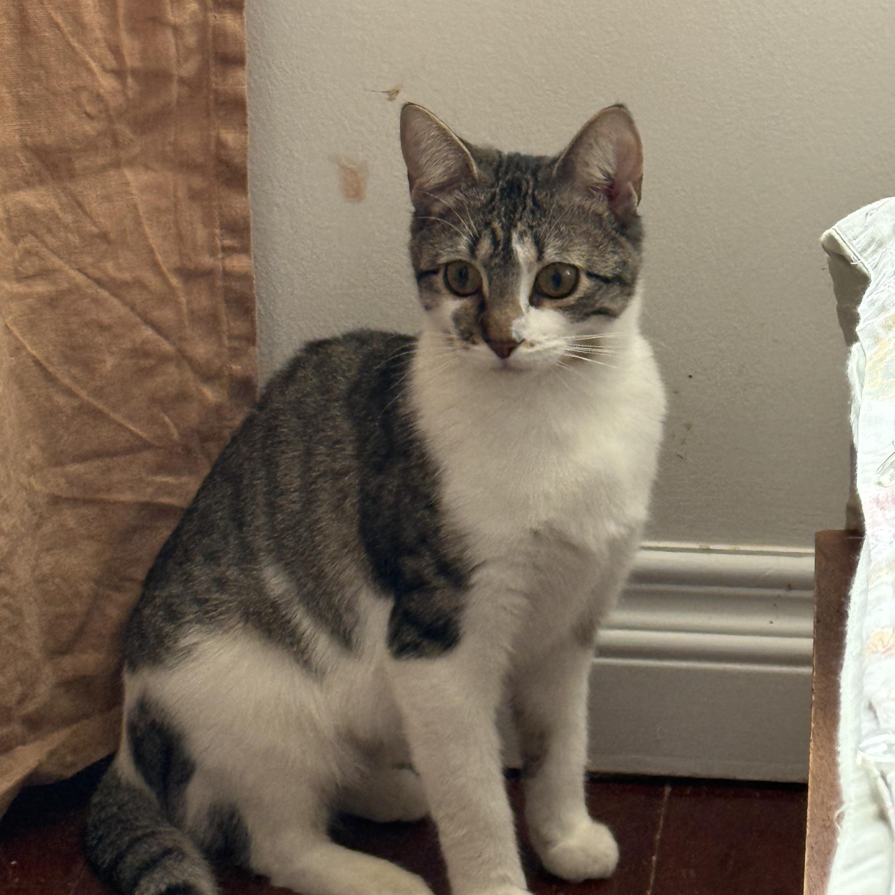 Enlarge Tulle, a Adoptable Domestic Short Hair in Brooklyn, NY image 4/5