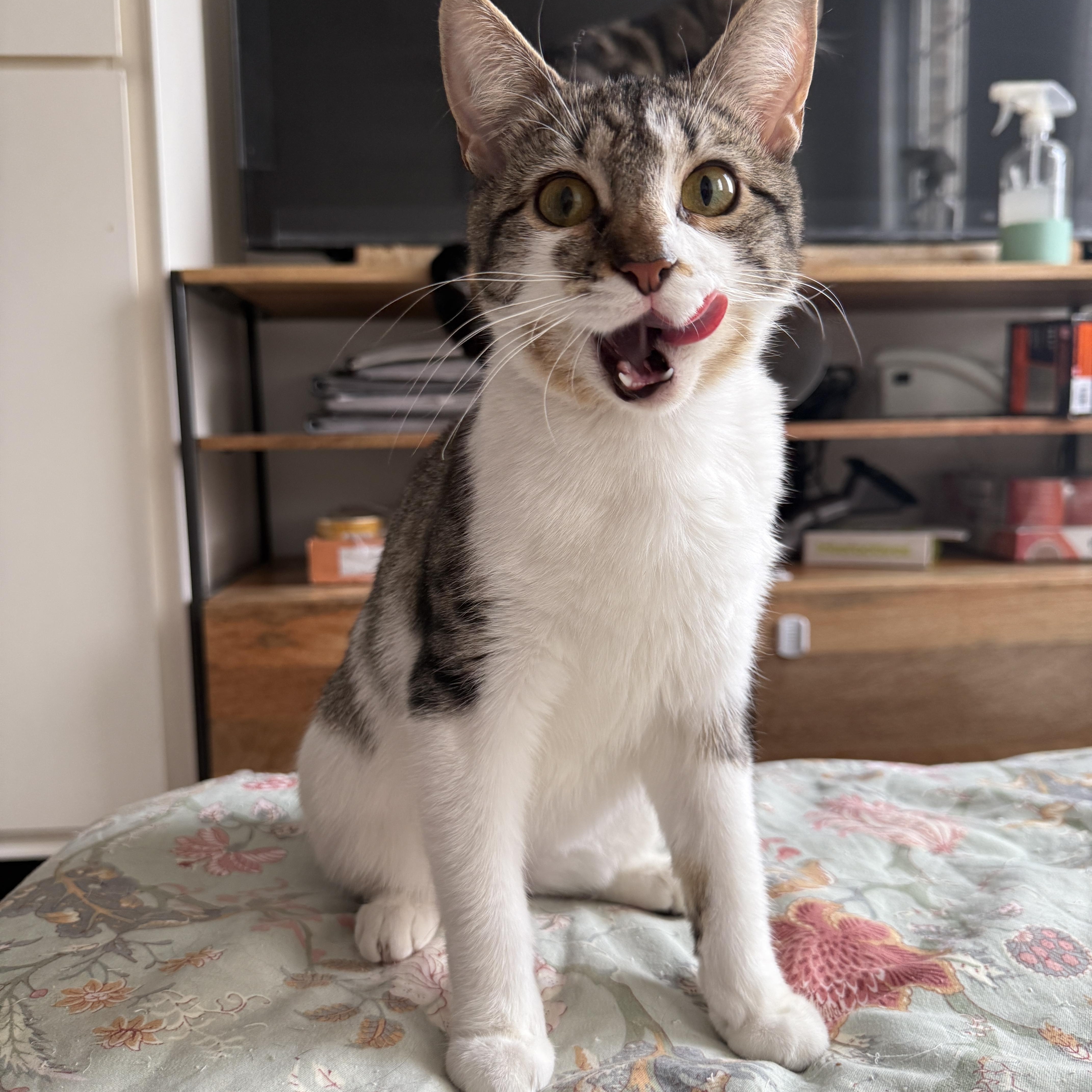 Enlarge Tulle, a Adoptable Domestic Short Hair in Brooklyn, NY image 1/5