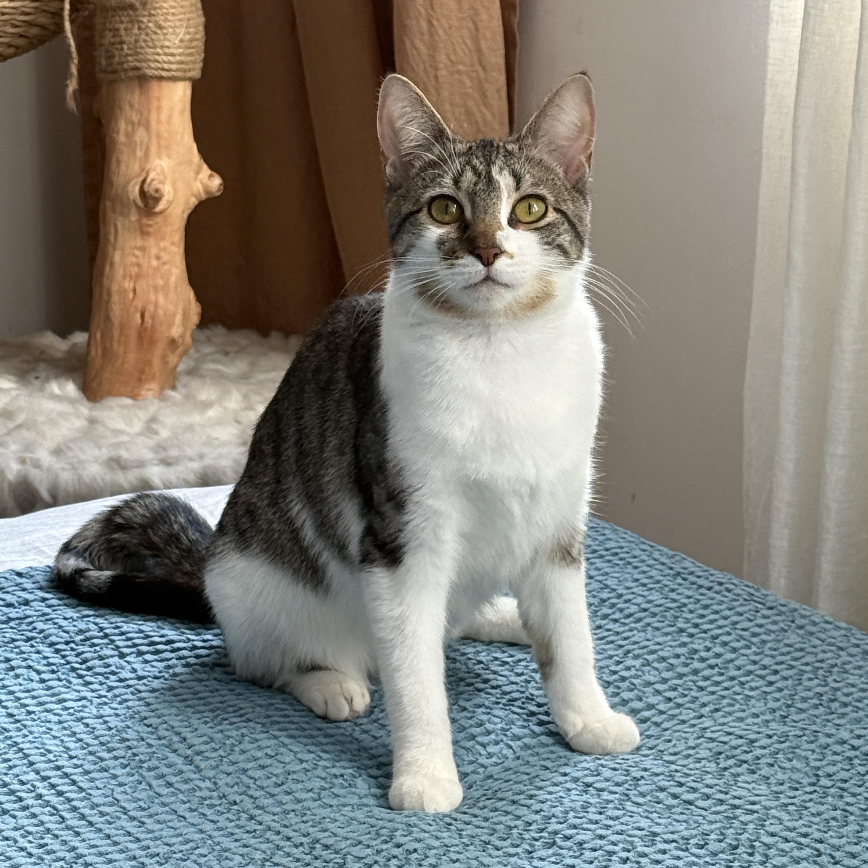 Enlarge Tulle, a Adoptable Domestic Short Hair in Brooklyn, NY image 2/5