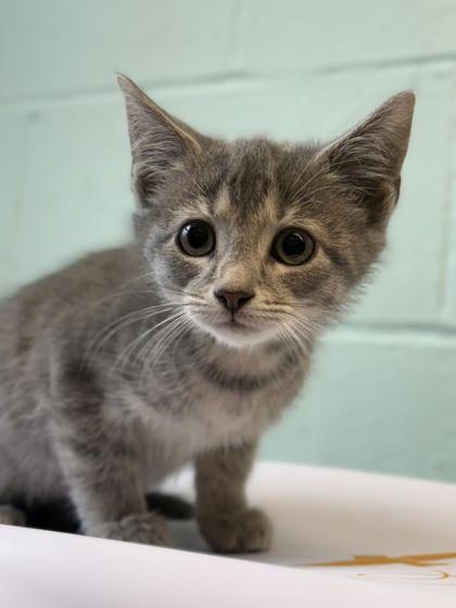 Wreath, Adoptable, Kitten Male Domestic Short Hair & Domestic Short Hair.