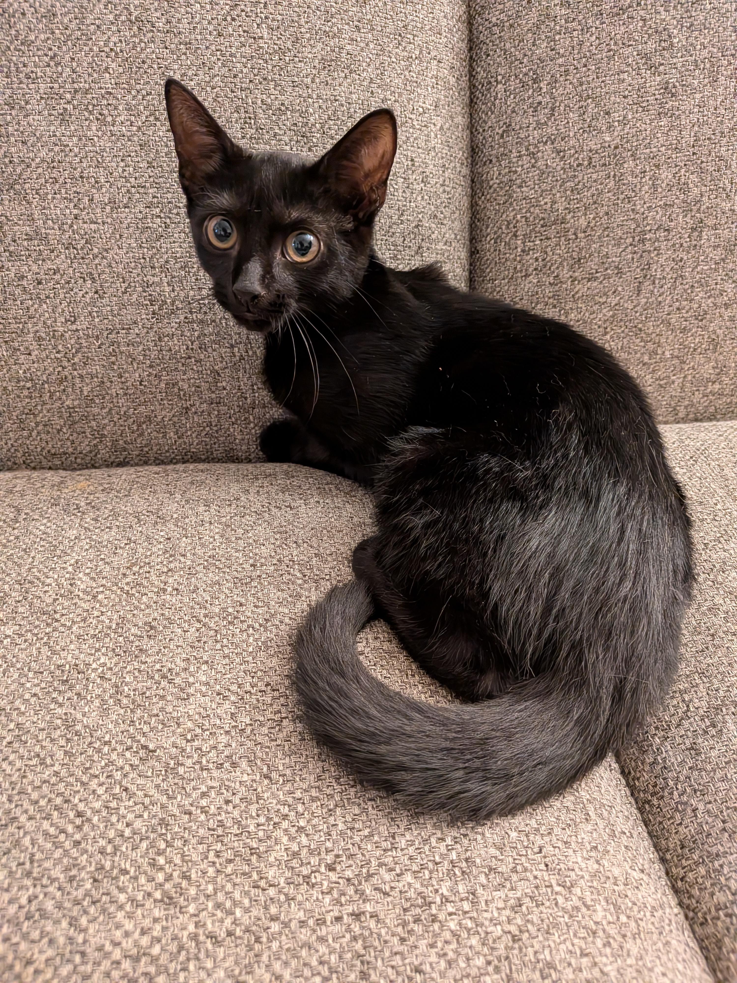 Shawna, an adopted Domestic Short Hair in Bayonne, NJ image 4/5