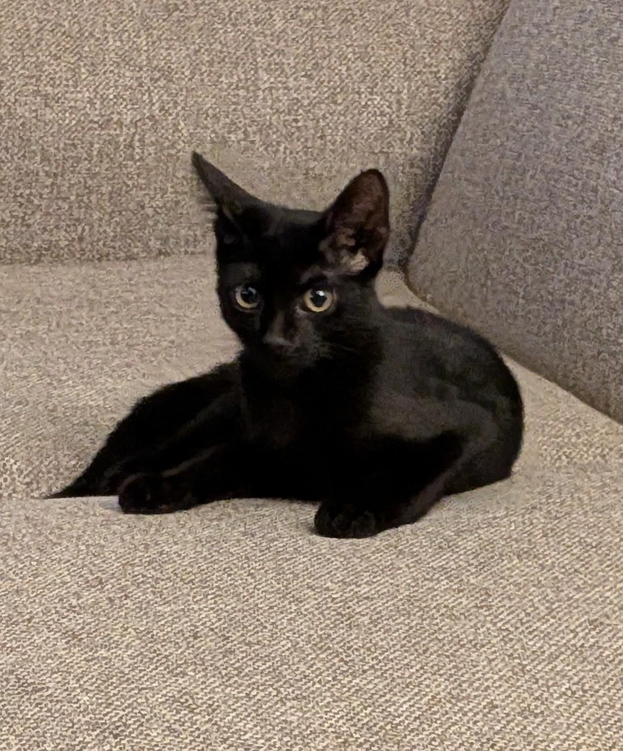 Shawna, an adopted Domestic Short Hair in Bayonne, NJ image 3/5