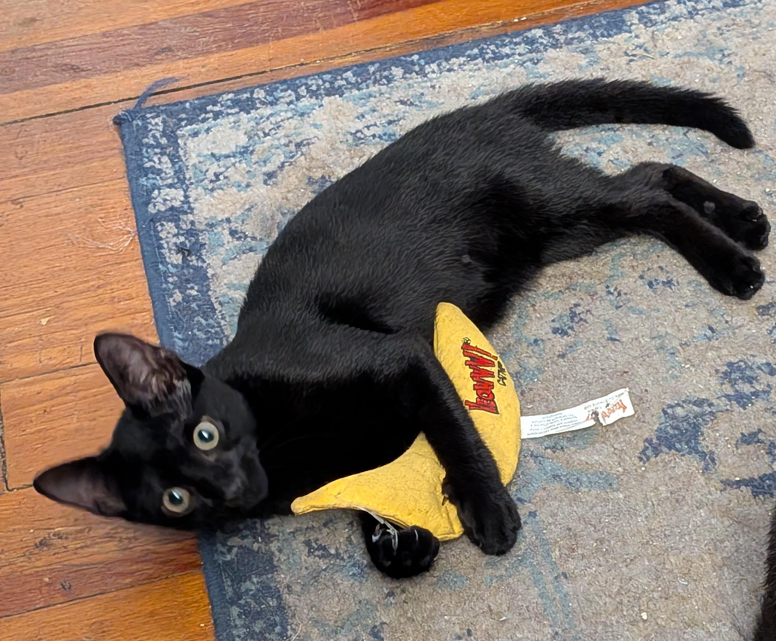 Shawna, adopted, Kitten Female Domestic Short Hair.