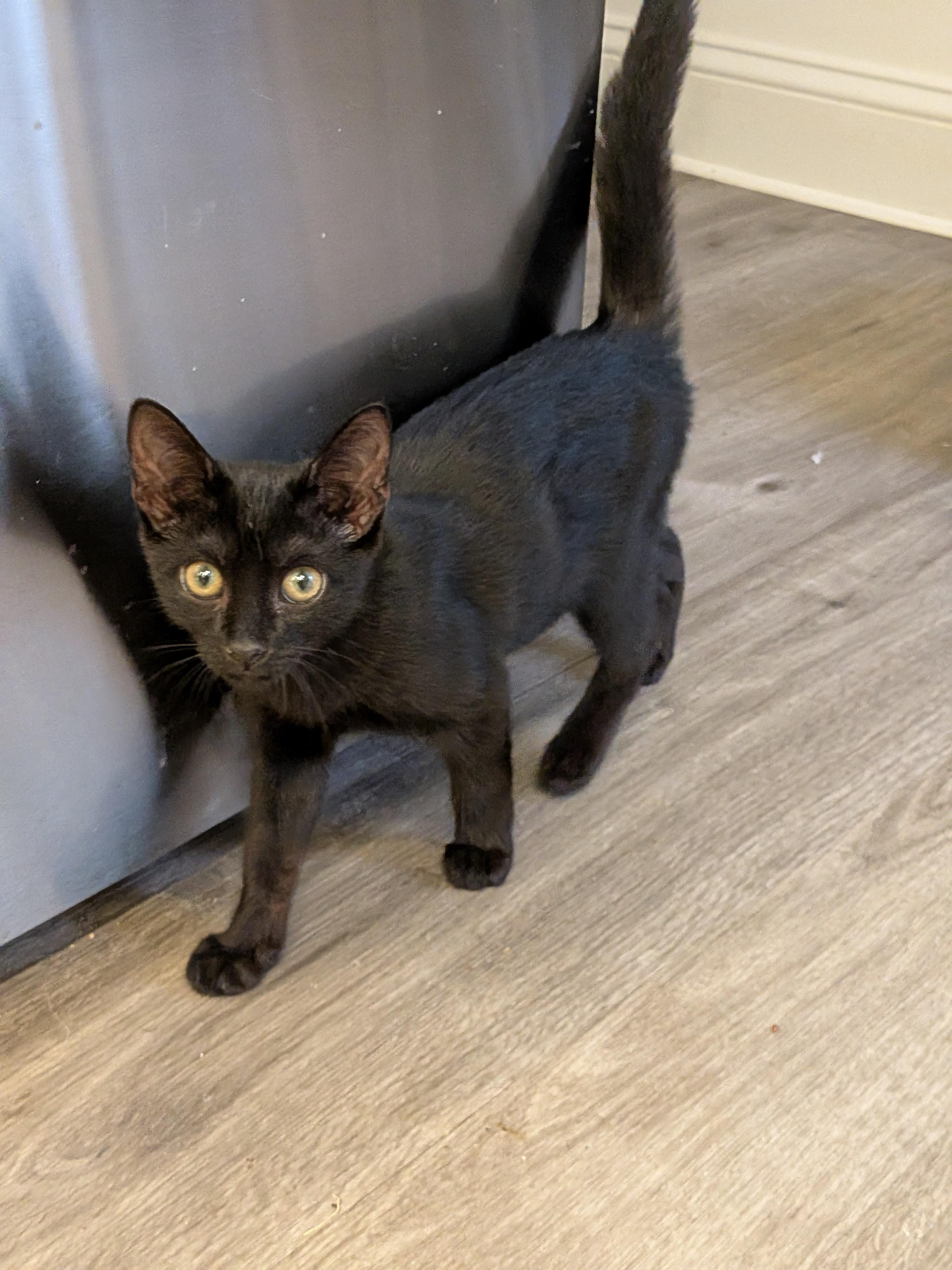 Shawna, an adopted Domestic Short Hair in Bayonne, NJ image 5/5