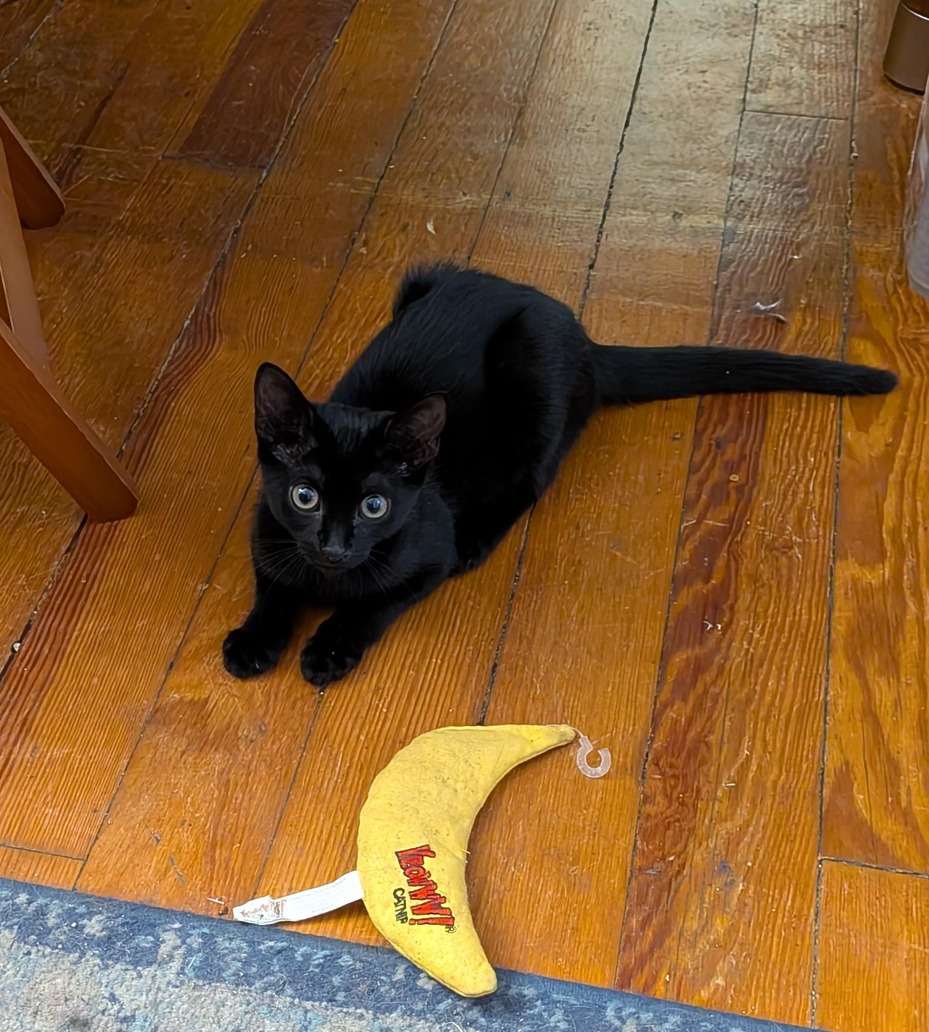 Shawna, an adopted Domestic Short Hair in Bayonne, NJ image 2/5
