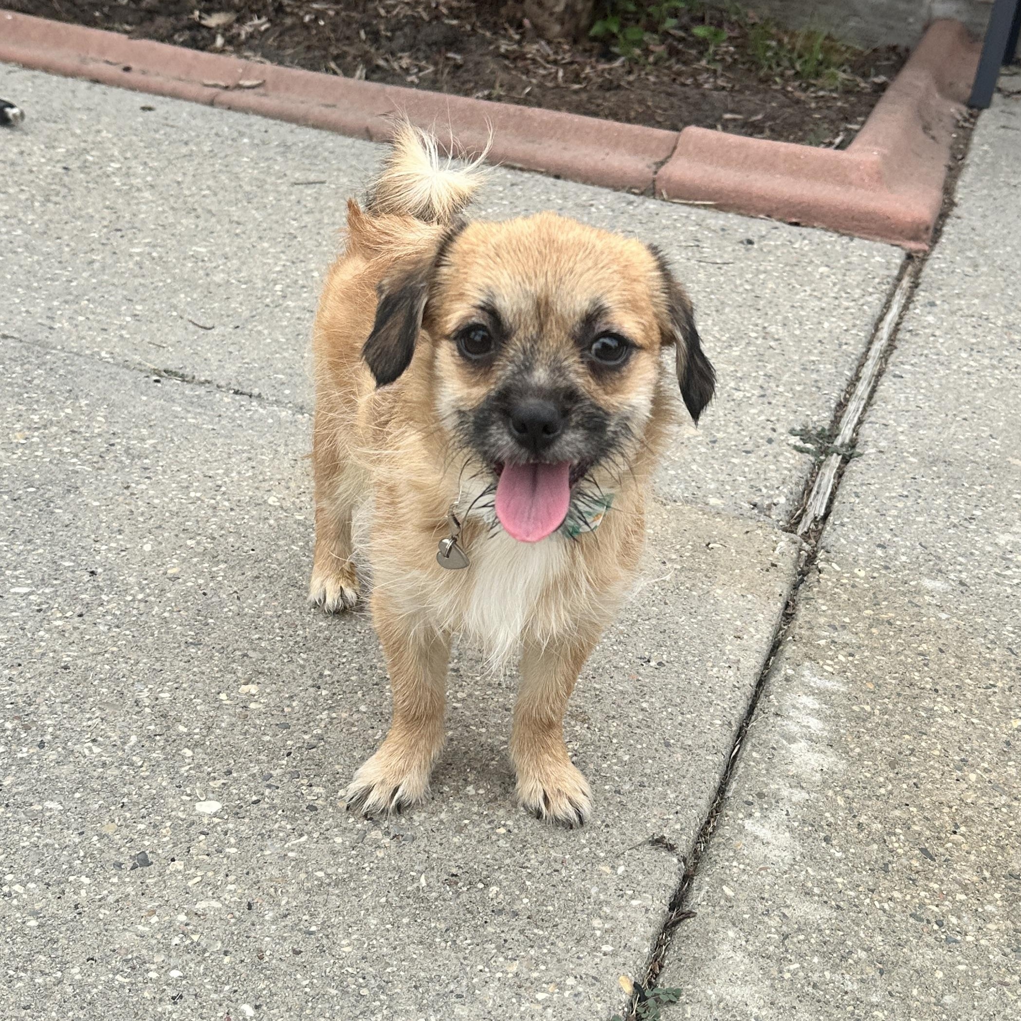Iris, ADOPTABLE, Puppy Female Shih Tzu.