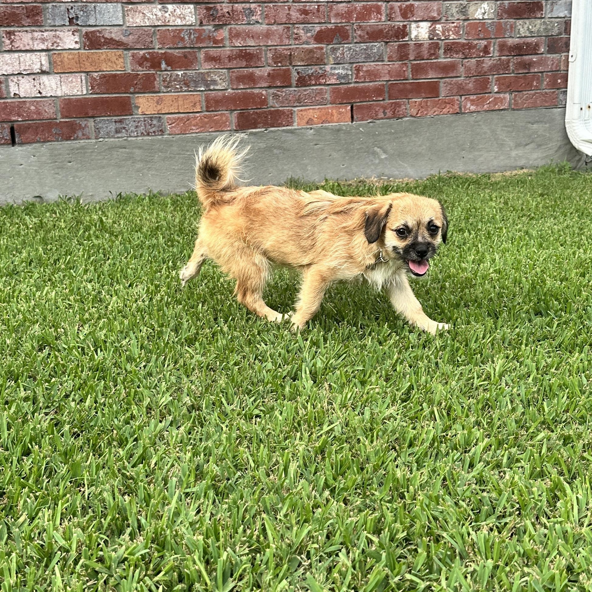 Enlarge Iris, a ADOPTABLE mixed breed in New Orleans, LA image 5/5