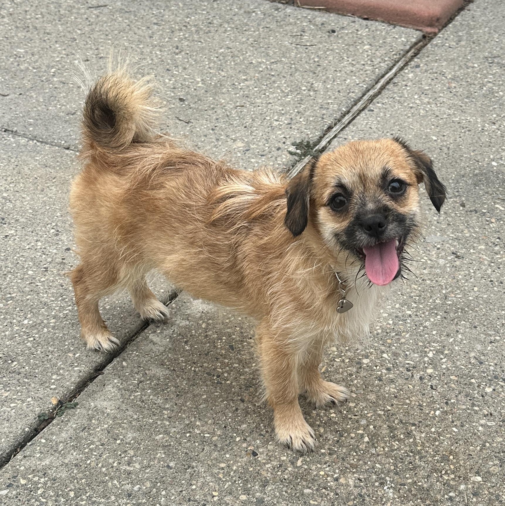 Enlarge Iris, a ADOPTABLE mixed breed in New Orleans, LA image 2/5