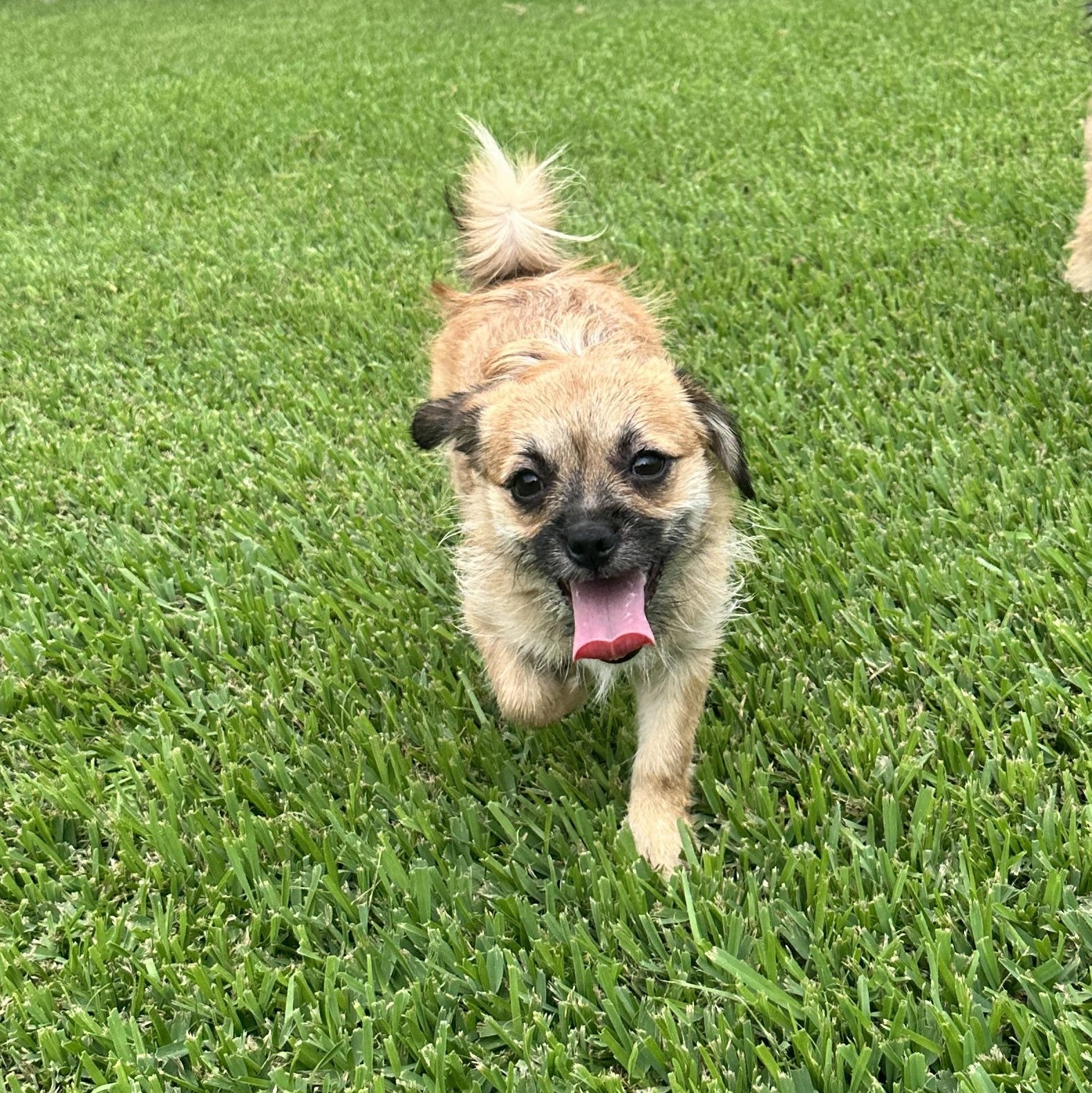 Enlarge Iris, a ADOPTABLE mixed breed in New Orleans, LA image 4/5