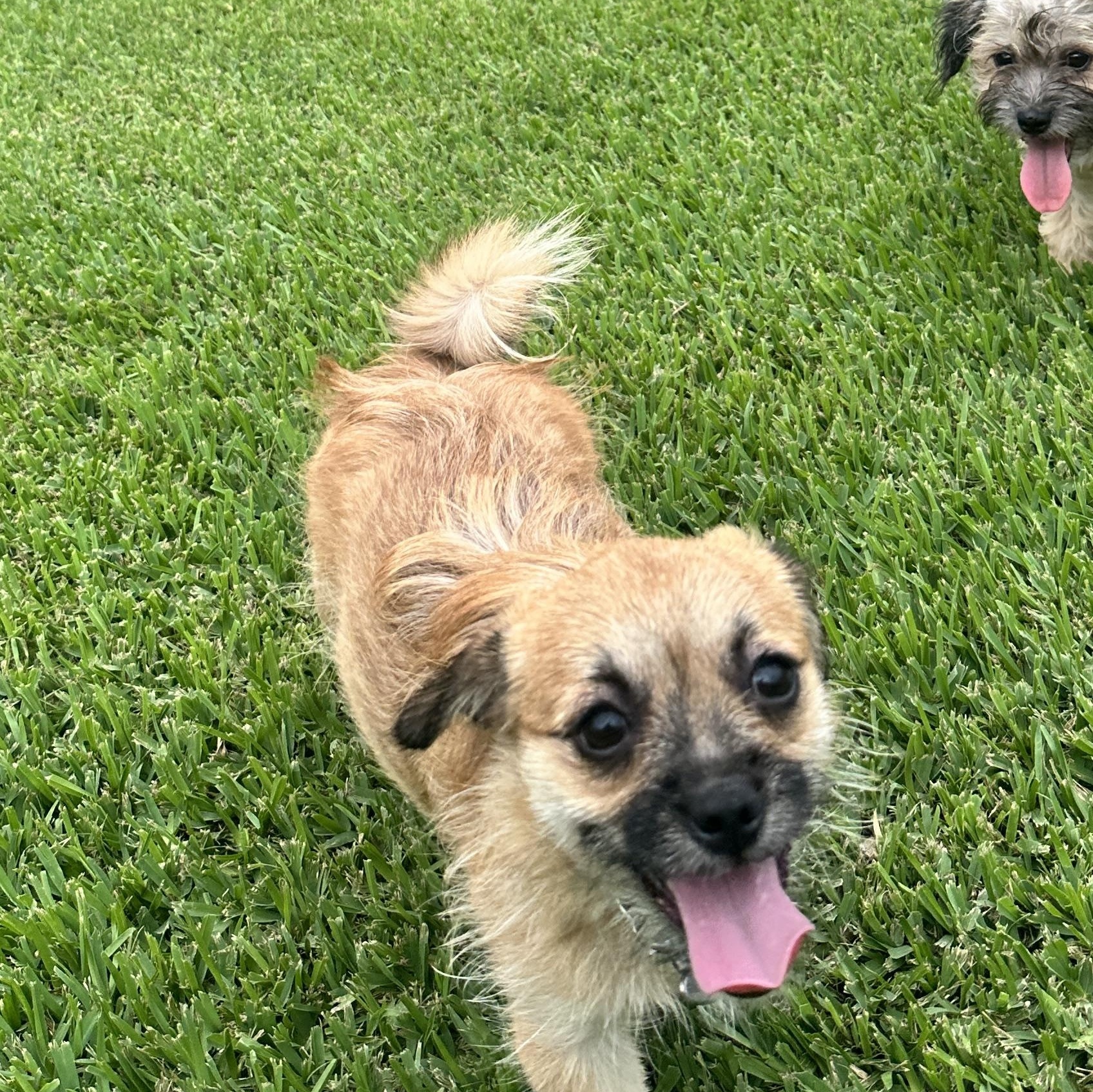 Enlarge Iris, a ADOPTABLE mixed breed in New Orleans, LA image 3/5