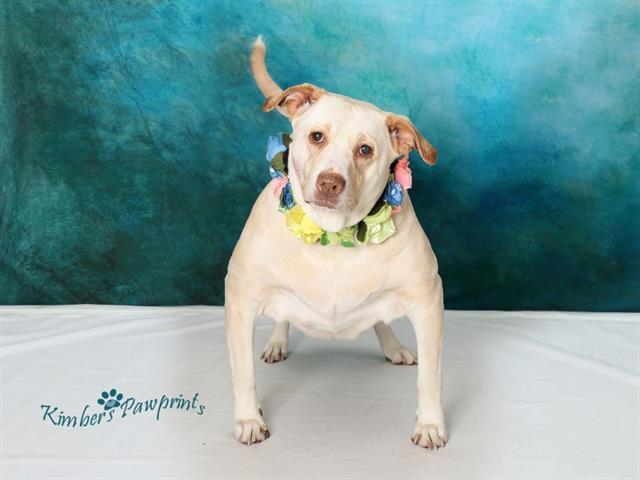 BABY, Adoptable, Adult Female Labrador Retriever & Mixed Breed.