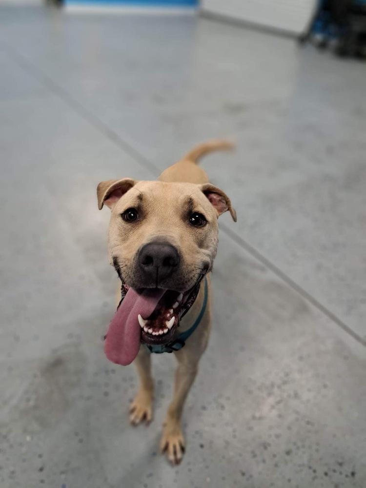 Mustard, Adoptable, Young Male Black Mouth Cur.