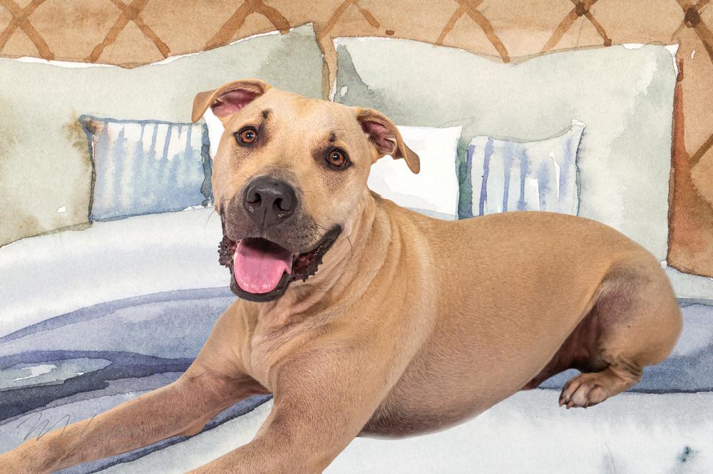 Enlarge Mustard, a Adoptable Black Mouth Cur in Orlando, FL image 2/6