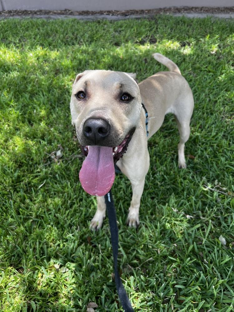 Enlarge Mustard, a Adoptable Black Mouth Cur in Orlando, FL image 4/6