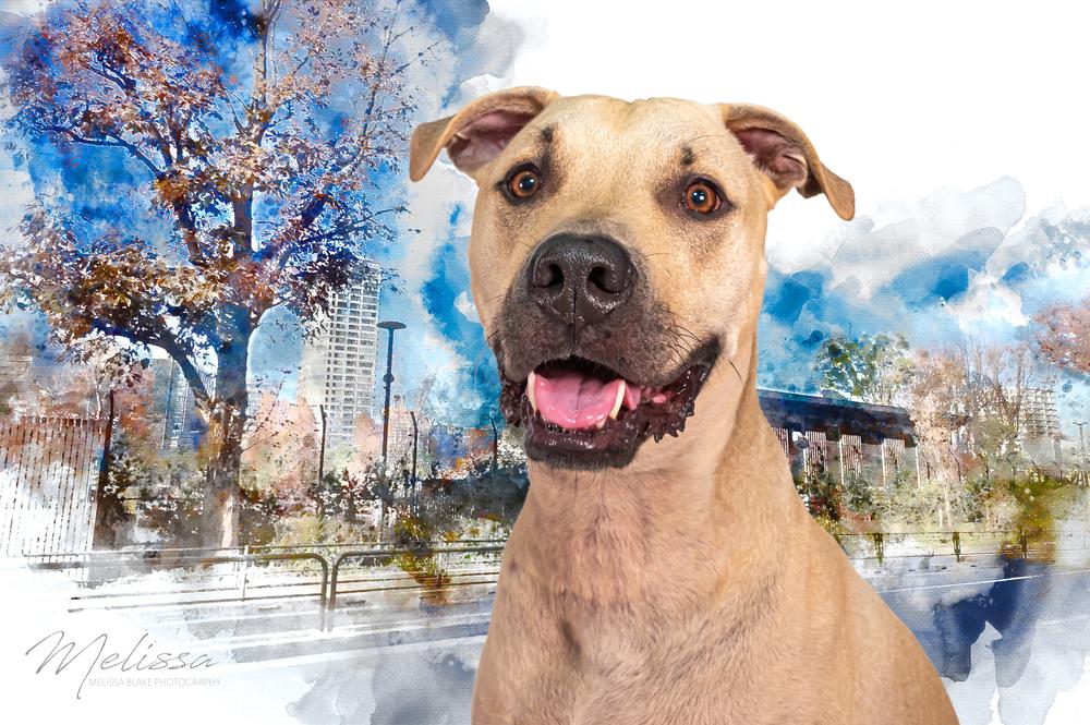 Enlarge Mustard, a Adoptable Black Mouth Cur in Orlando, FL image 5/6