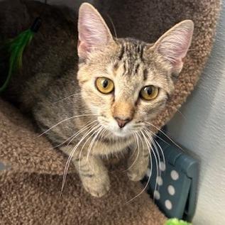 Blue, Adoptable, Young Female Domestic Short Hair.