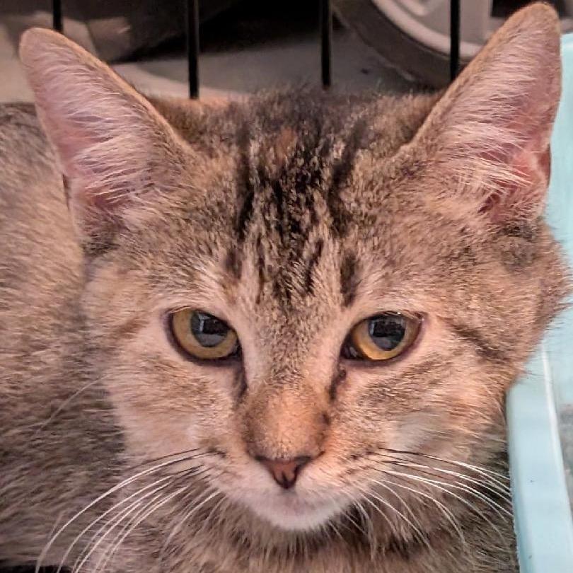 Moody Blue, Adoptable, Young Female Domestic Short Hair.