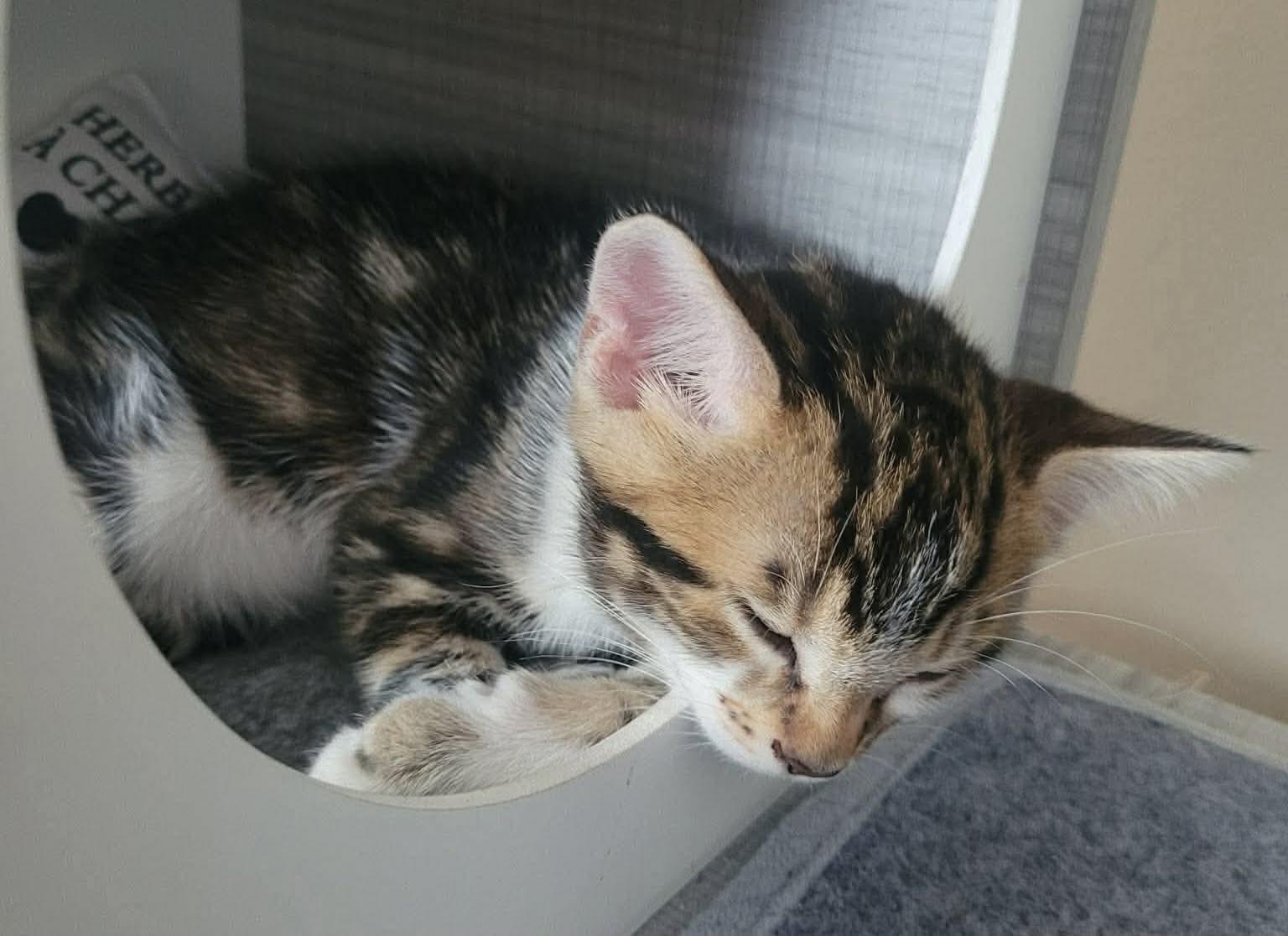 Nyan, an adopted Domestic Short Hair in Terrebonne, QC image 3/3