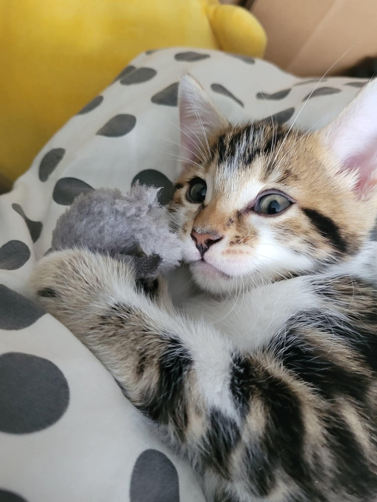 Nyan, adopted, Kitten Male Domestic Short Hair.