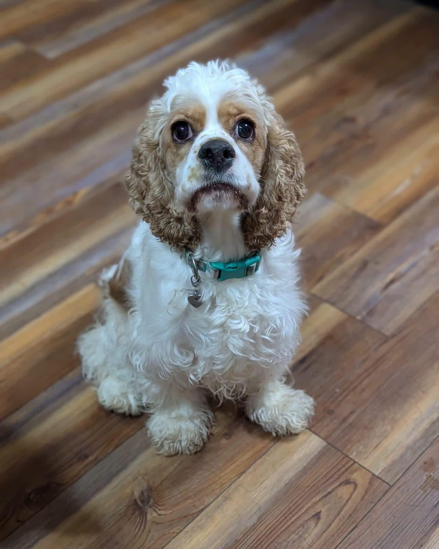 Enlarge Gracie, a Adoptable Cocker Spaniel in Cowlesville, NY image 1/1