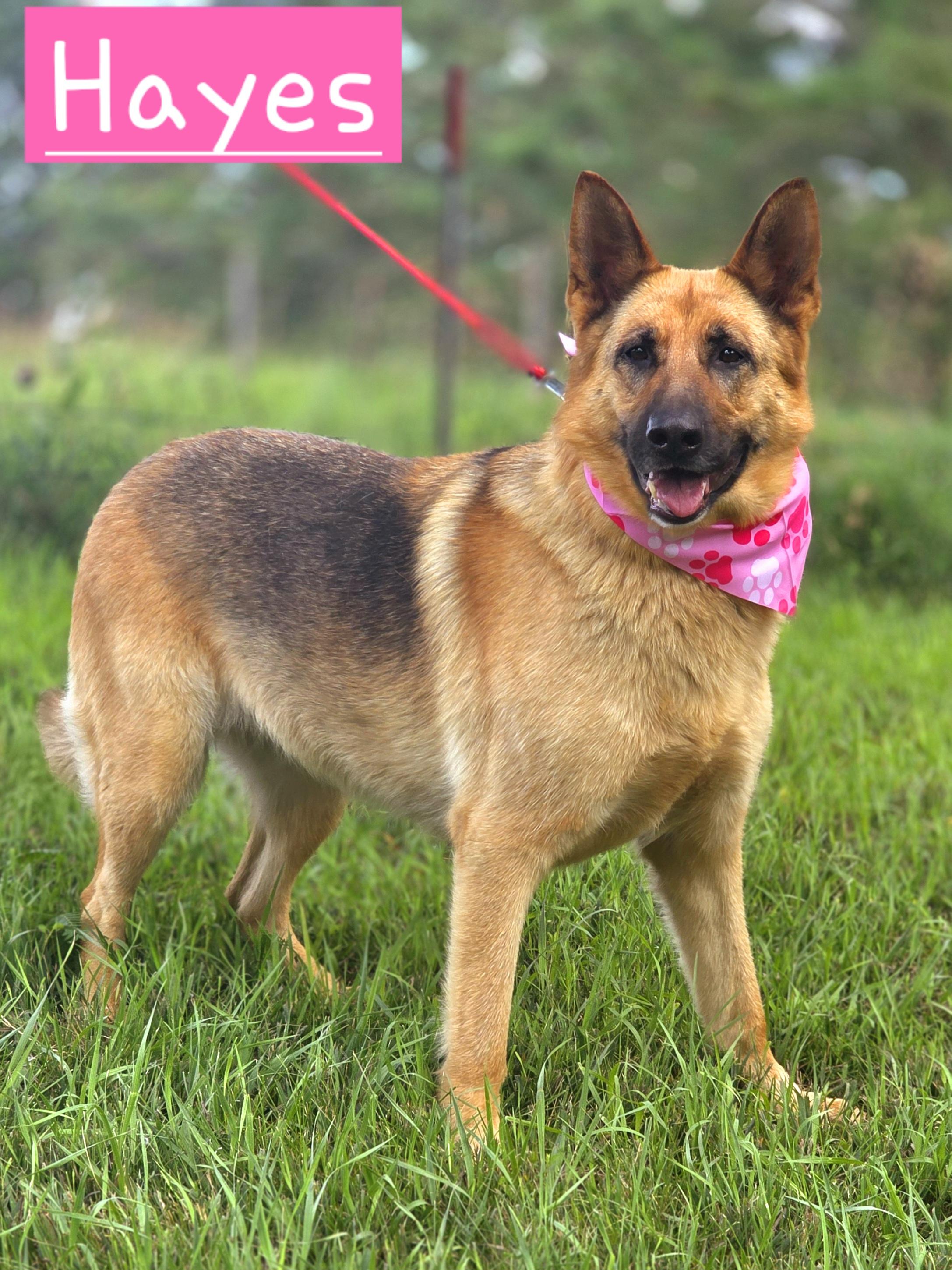 Enlarge Hayes, a Adopted German Shepherd Dog in Walthill, NE image 1/1