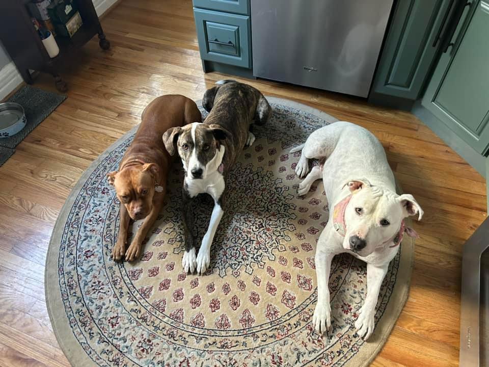 Minnie, Adoptable, Adult Female Boxer & Pit Bull Terrier.