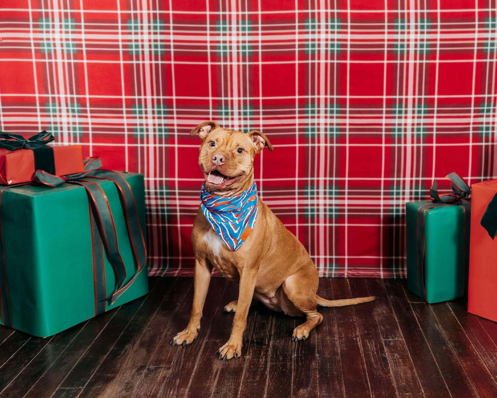 Minnie, a Adoptable mixed breed in Tonawanda, NY image 2/3