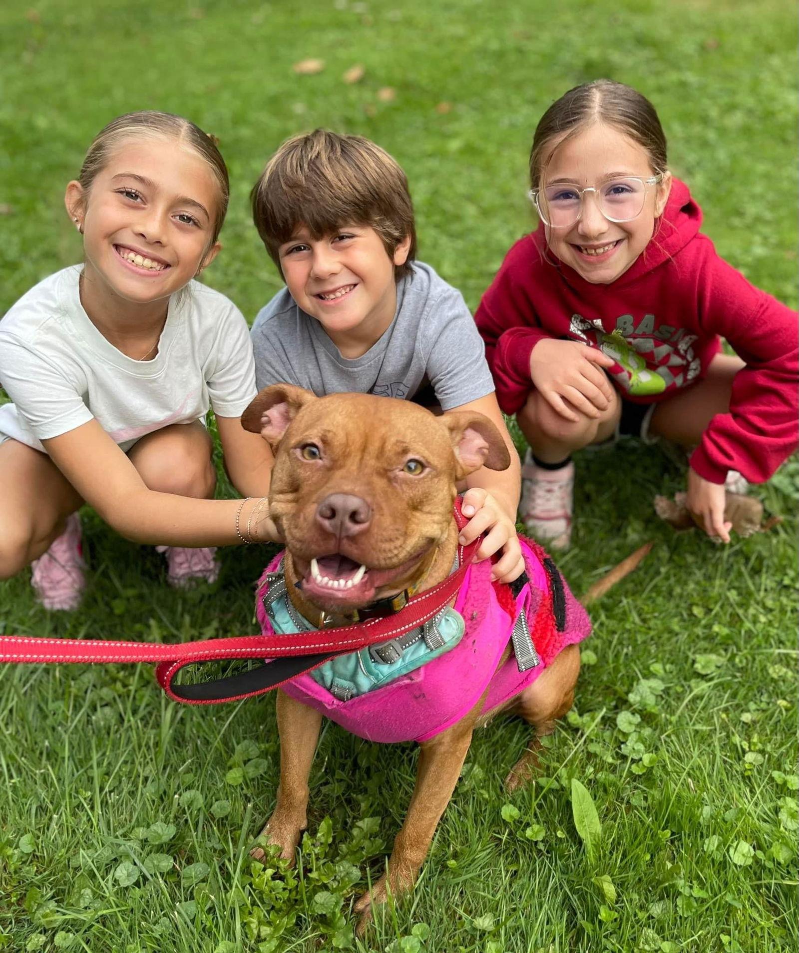 Minnie, a Adoptable mixed breed in Tonawanda, NY image 3/3