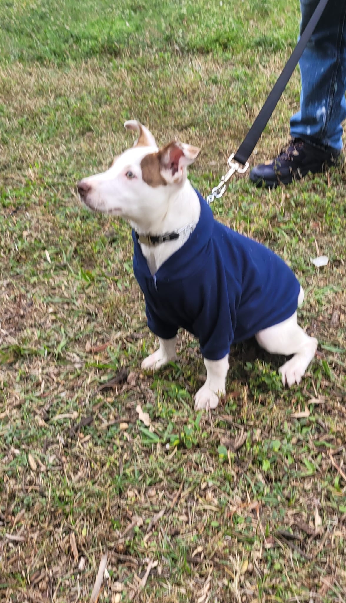 Sherman, a Adoptable mixed breed in Fort Myers, FL image 1/2