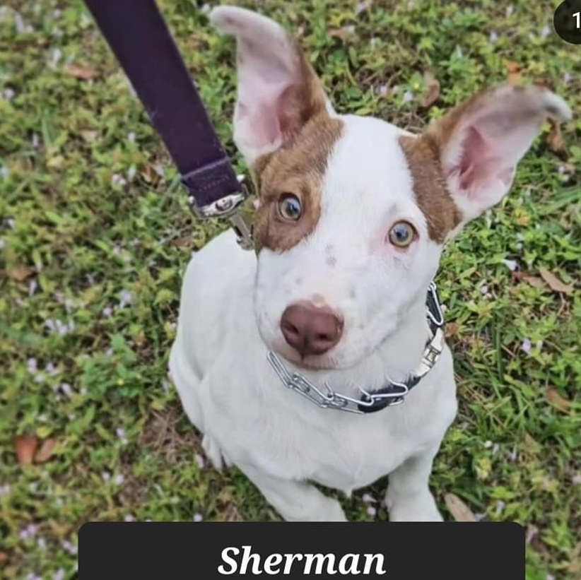 Sherman, a Adoptable mixed breed in Fort Myers, FL image 2/2