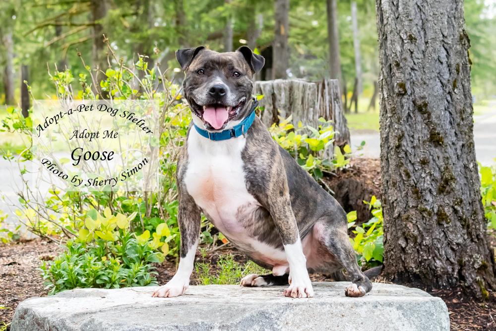 GOOSE, an adoptable Pit Bull Terrier, Boxer in Shelton, WA, 98584 | Photo Image 6