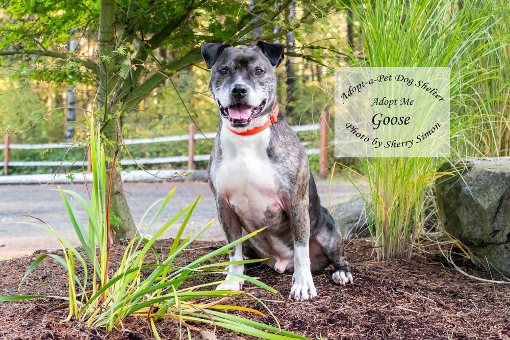 GOOSE, an adoptable Pit Bull Terrier, Boxer in Shelton, WA, 98584 | Photo Image 5