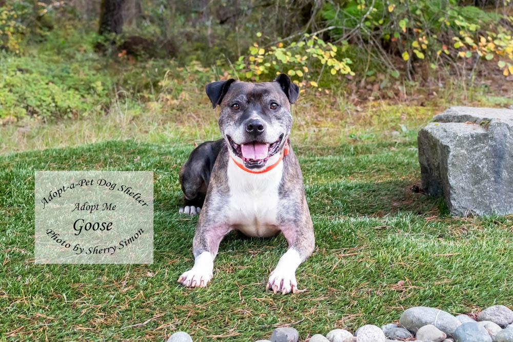GOOSE, a Adoptable mixed breed in Shelton, WA image 2/6