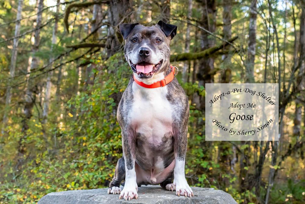 GOOSE, a Adoptable mixed breed in Shelton, WA image 3/6