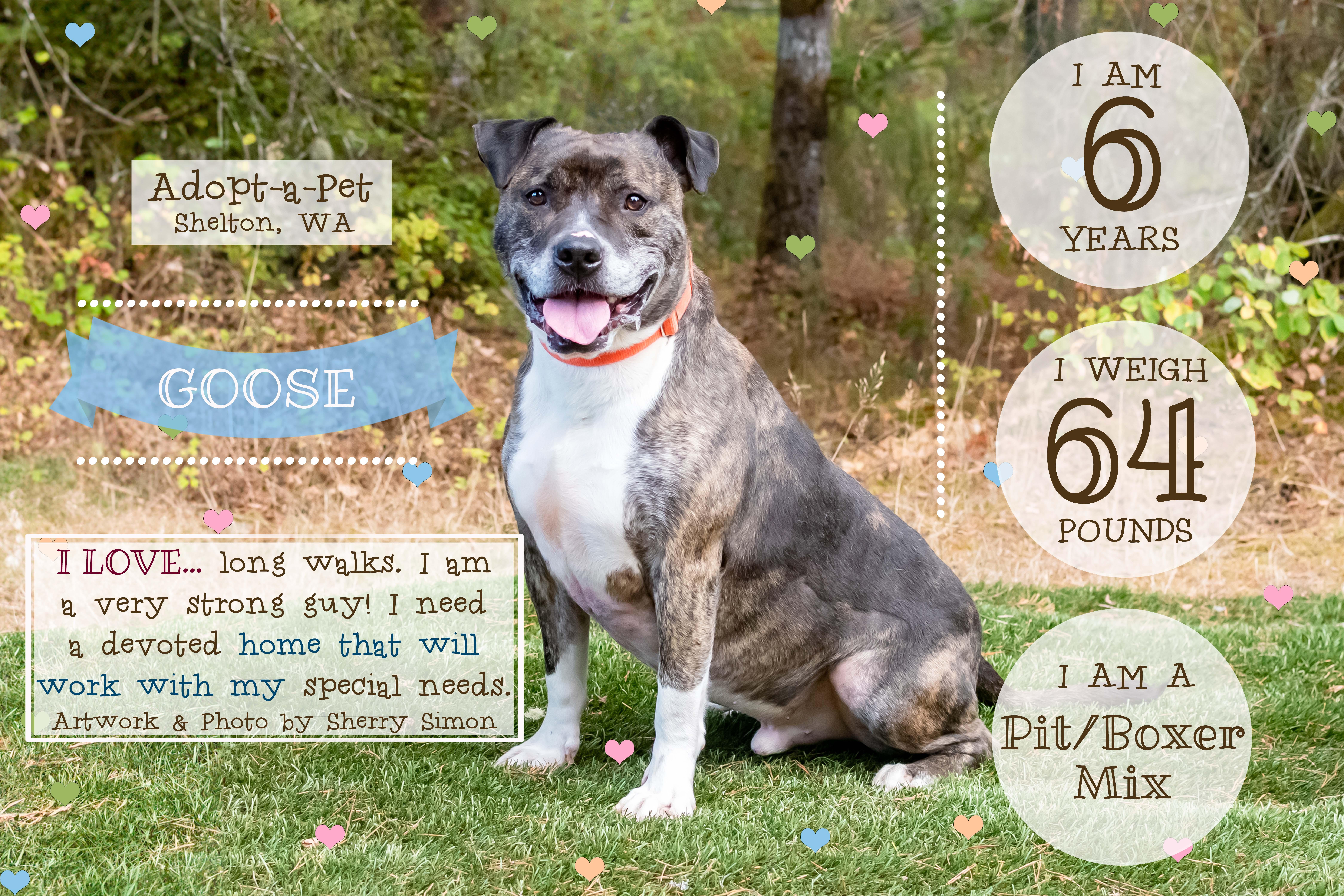 GOOSE, an adoptable Pit Bull Terrier, Boxer in Shelton, WA, 98584 | Photo Image 2