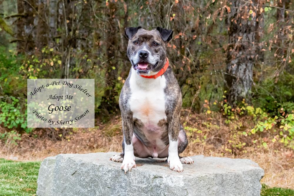 GOOSE, an adoptable Pit Bull Terrier, Boxer in Shelton, WA, 98584 | Photo Image 4
