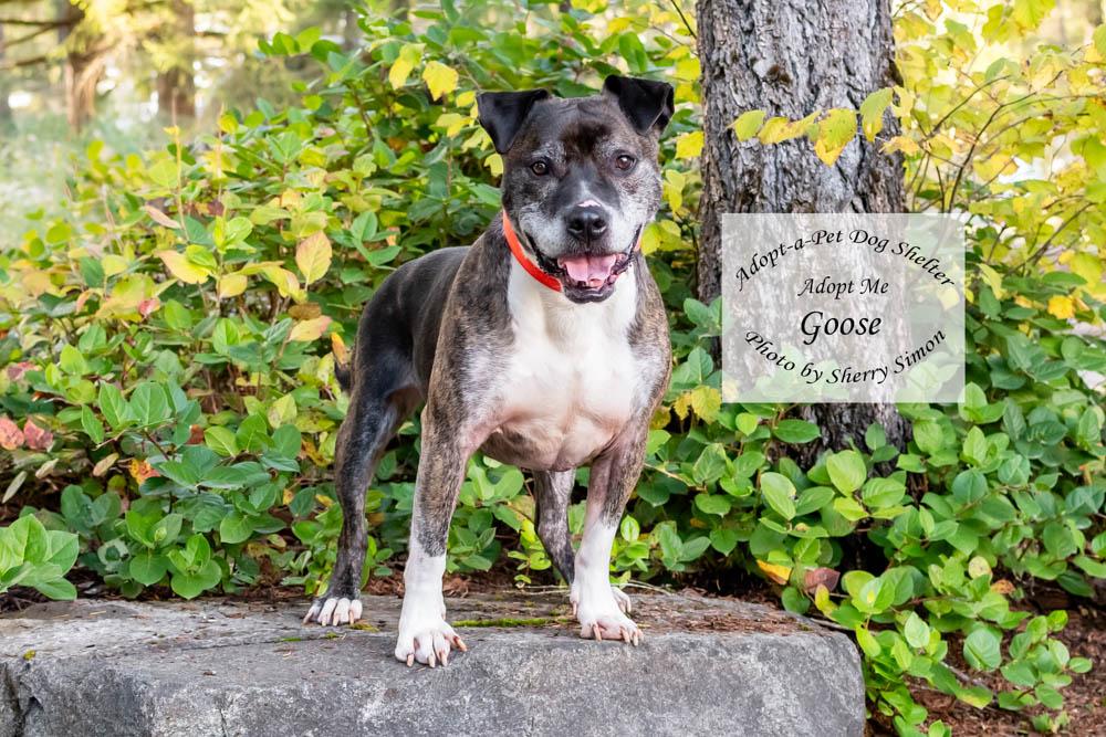 GOOSE, an adoptable Pit Bull Terrier, Boxer in Shelton, WA, 98584 | Photo Image 4