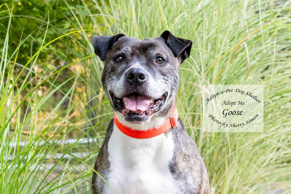 GOOSE, Adoptable, Adult Male Pit Bull Terrier & Boxer.