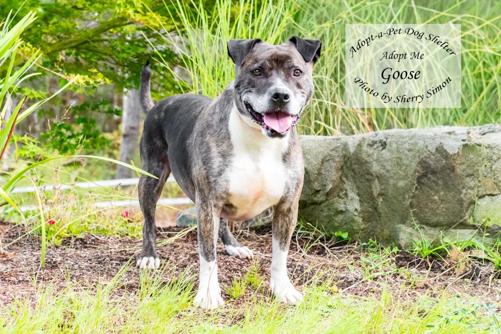 GOOSE, an adoptable Pit Bull Terrier, Boxer in Shelton, WA, 98584 | Photo Image 3