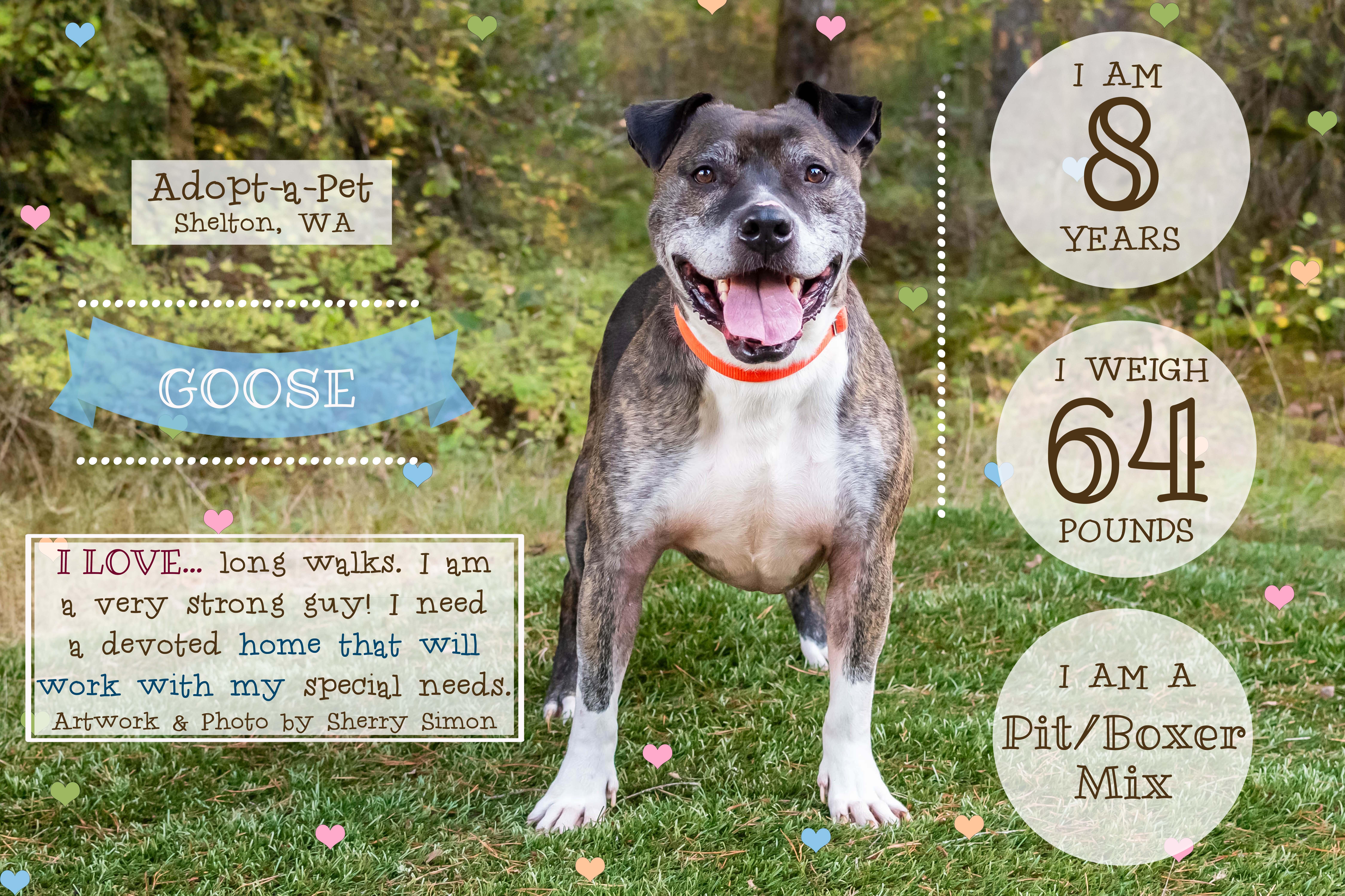 GOOSE, an adoptable Pit Bull Terrier, Boxer in Shelton, WA, 98584 | Photo Image 6