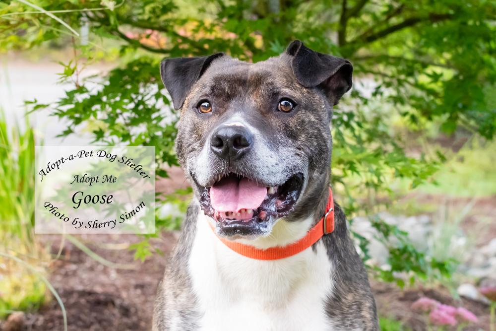 GOOSE, an adoptable Pit Bull Terrier, Boxer in Shelton, WA, 98584 | Photo Image 1