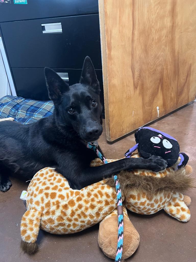 Leo, a Adoptable mixed breed in Chico, CA image 1/3