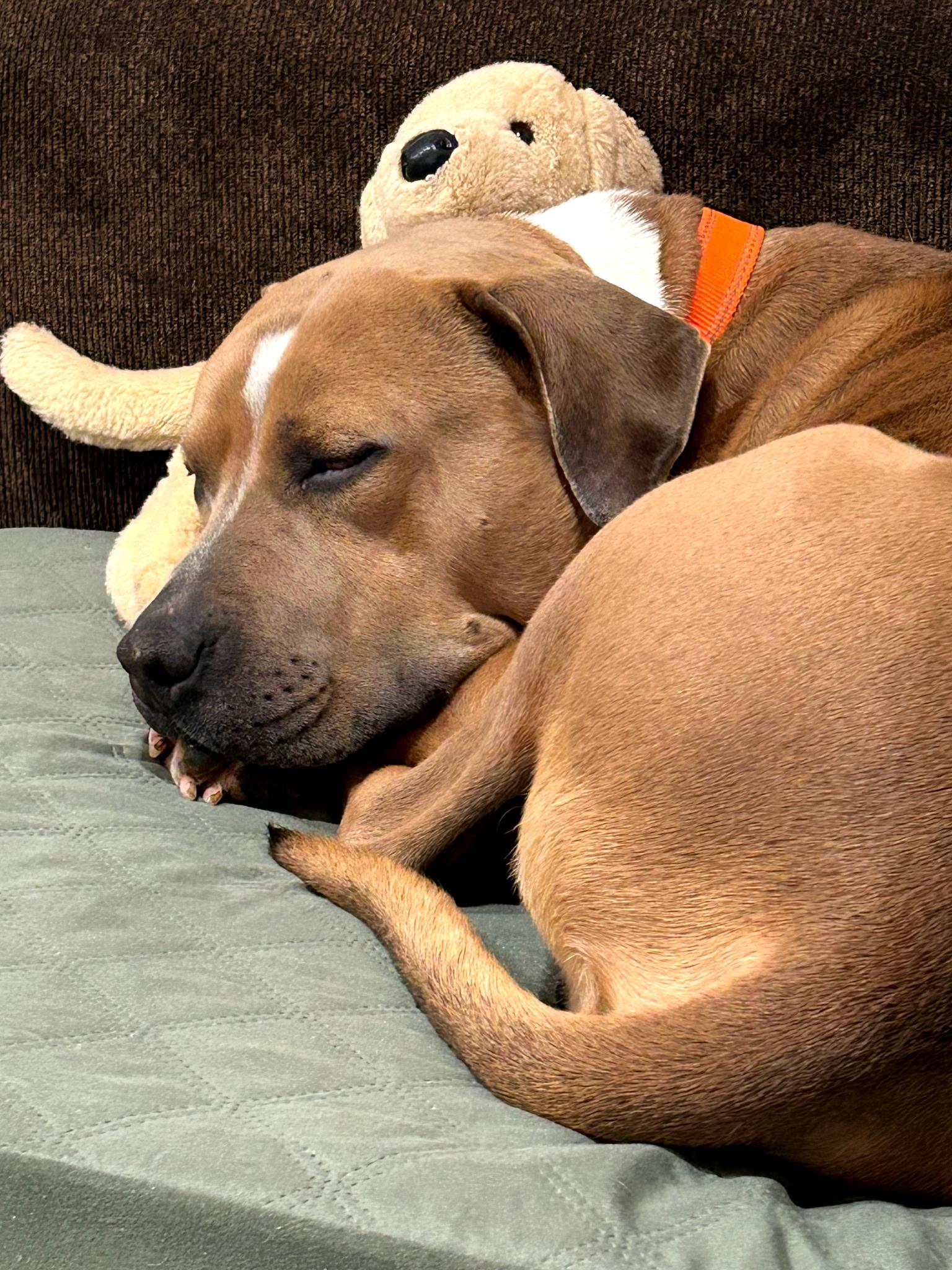 Chubbs, a Adoptable mixed breed in Stanton, KY image 1/6