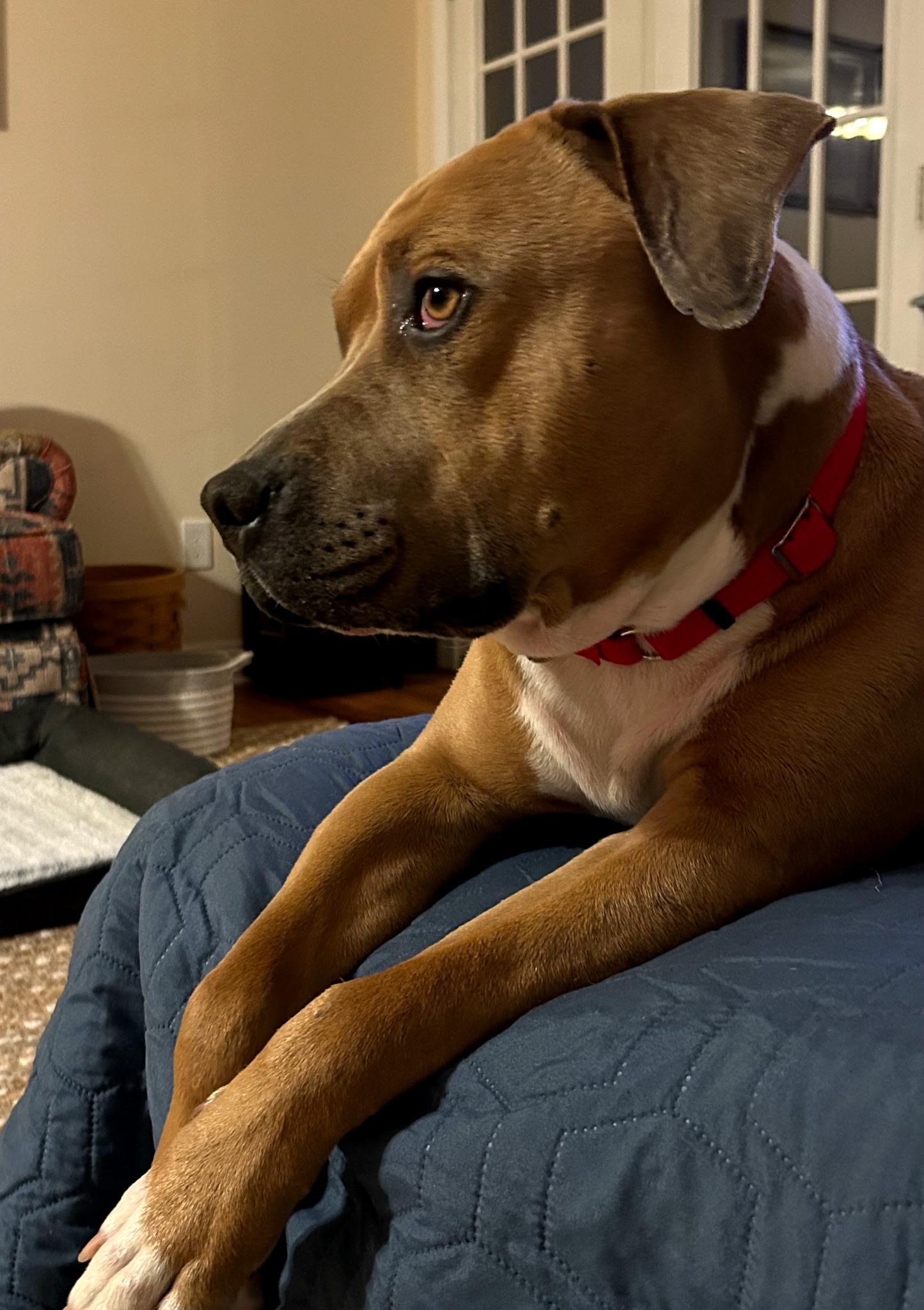 Chubbs, a Adoptable mixed breed in Stanton, KY image 2/6