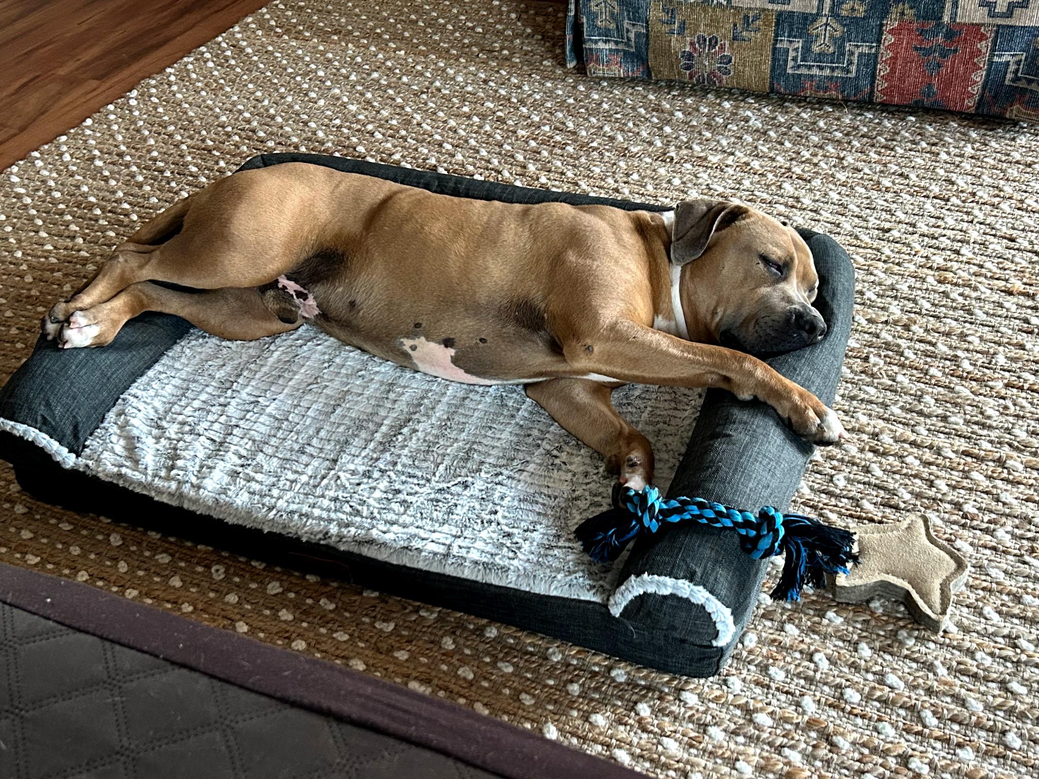 Chubbs, a Adoptable mixed breed in Stanton, KY image 3/6