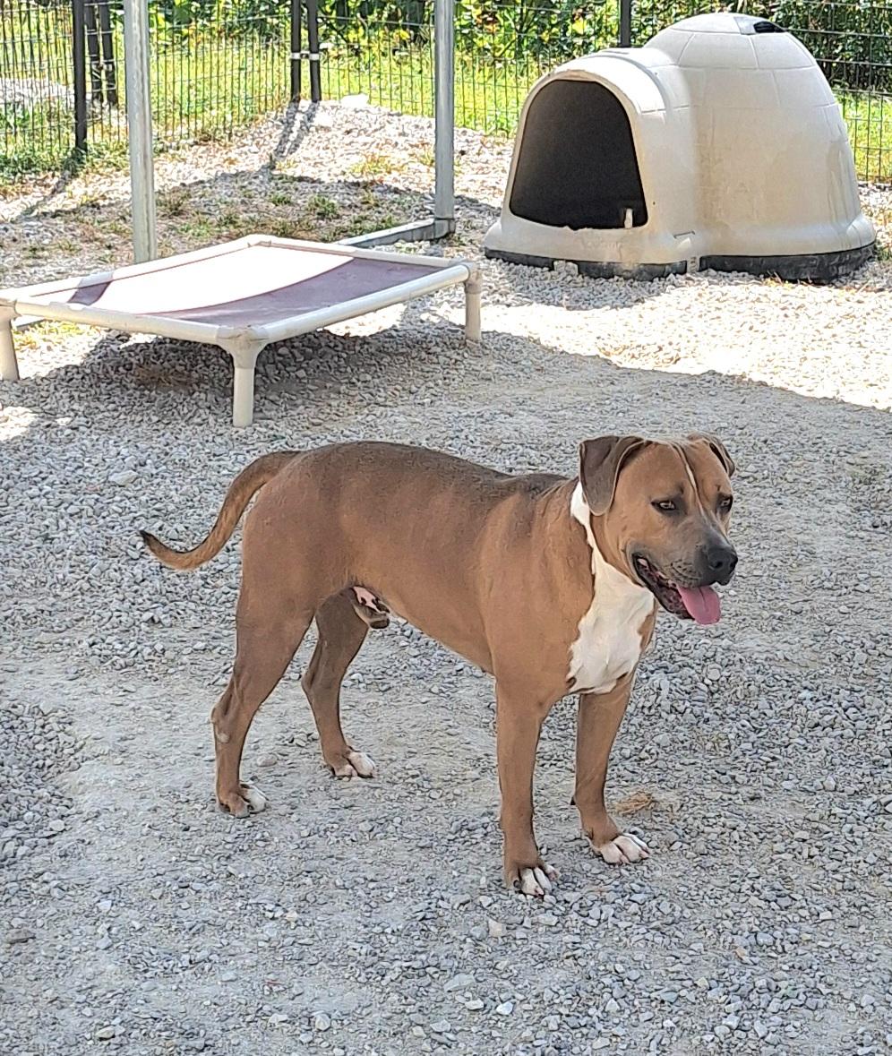 Chubbs, a Adoptable mixed breed in Stanton, KY image 4/6